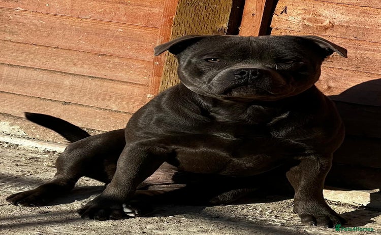 Staffordshire Bull Terrier dogs - Advert 6
