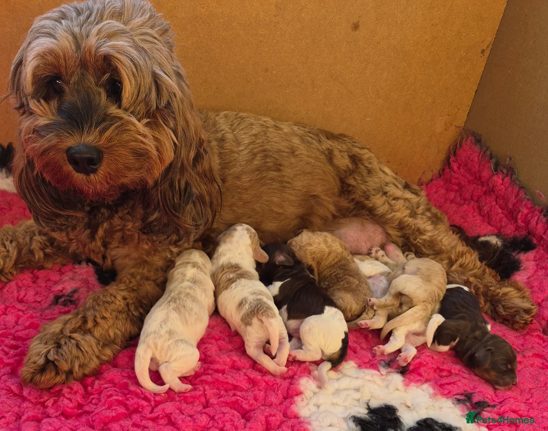 Cockapoo dogs for sale: Cockapoo Puppies,  stunning colours  - Advert 19