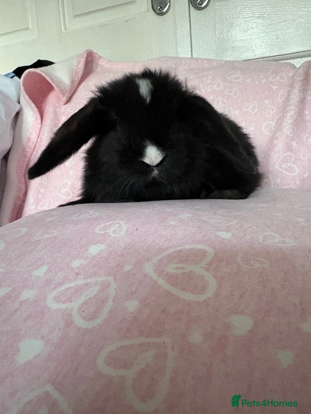 Mini Lop rabbits for sale: Beautiful little mini lop baby bunny rabbits  - Advert 27