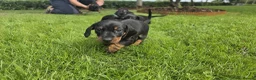 Miniature Dachshund dogs for sale: 🐾 Beautiful Miniature Dachshund Puppies 🐾 - Advert 9
