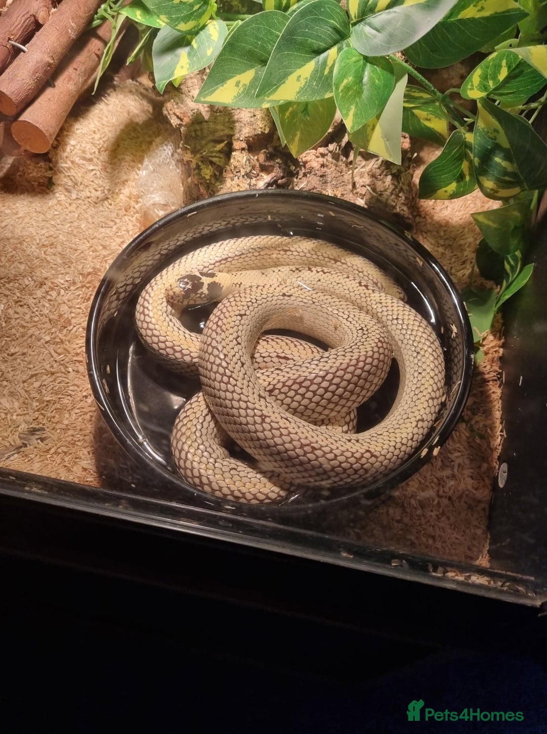 King Snake reptiles for sale: California King Snake - Image 2