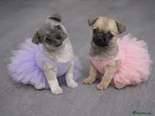 Chihuahua dogs Full pedigree Chihuahua puppies - Advert 9