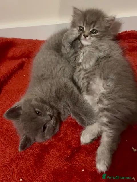 British Shorthair cats Beautiful British Shorthair Kittens - Advert 2