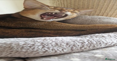Abyssinian cats - Advert 6