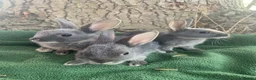 Mixed Breed rabbits for sale: Gorgeous baby bunnies - Advert 5