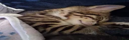 Bengal cats for sale: X2 bengal kittens 16 wks - Advert 2