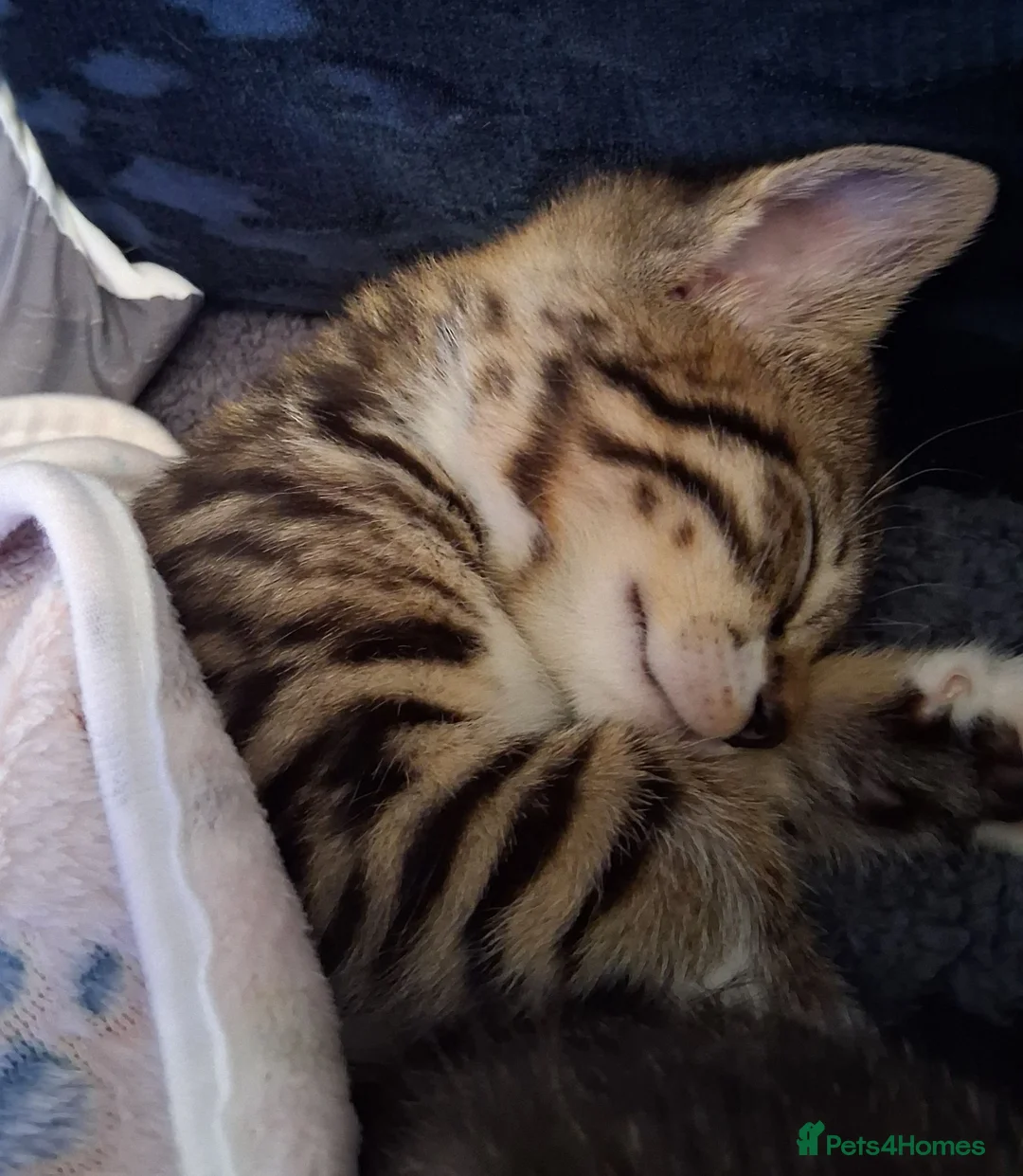 Bengal cats for sale: X2 bengal kittens 16 wks - Advert 2
