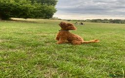 Cockapoo dogs for stud: Stunning F1b Cockapoo Stud – Friendly & Loving - Image 1