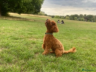 Cockapoo dogs - Advert 27