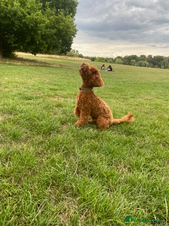 Cockapoo dogs - Advert 1