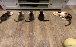 Siberian cats for sale: 🩷 Siberian x British Shorthair Kittens 🐱  - Image 34
