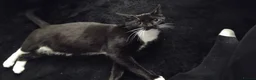 British Shorthair cats for sale: Bella and Sooty  - Advert 1