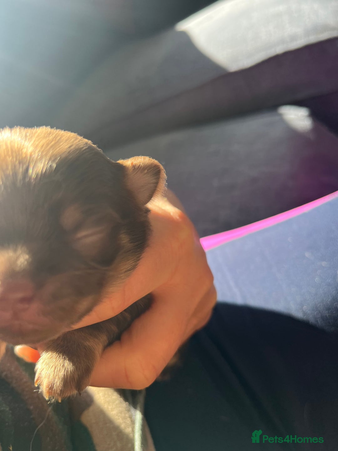 Chihuahua dogs for sale: Rare chocolate chihuahua puppies - Image 11