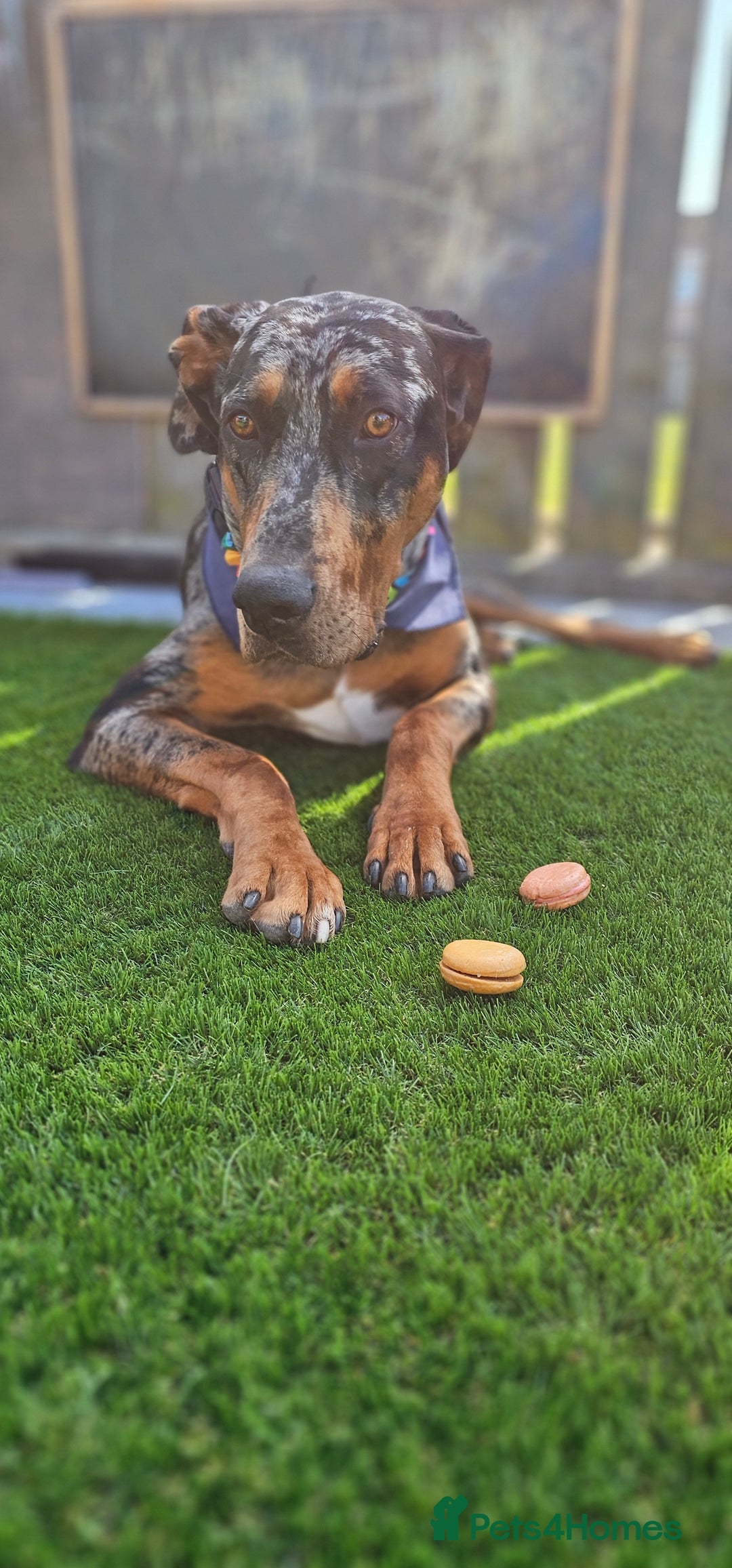 Mixed Breed dogs for sale: Beautiful male doberman  - Advert 5