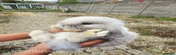 Mini Lop rabbits for sale: Mini Lop Rabbits for sale - Advert 4