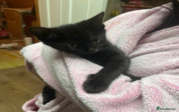 Mixed Breed cats for sale: Beautiful baby kittens 💕 - Image 10