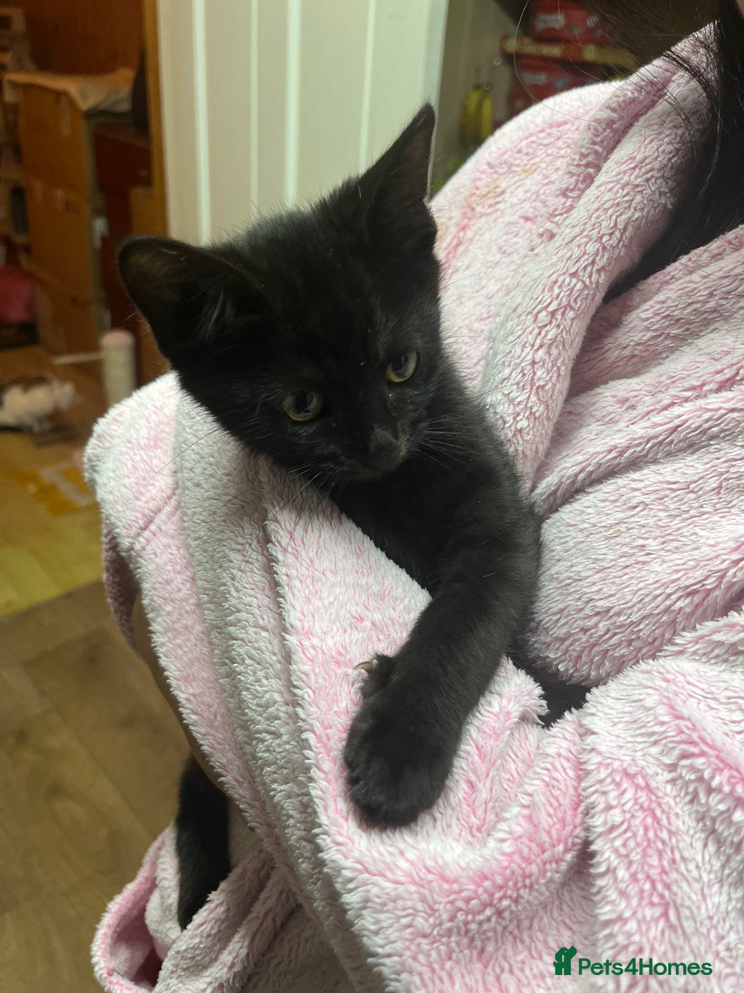 Mixed Breed cats for sale: Beautiful baby kittens 💕 - Image 10
