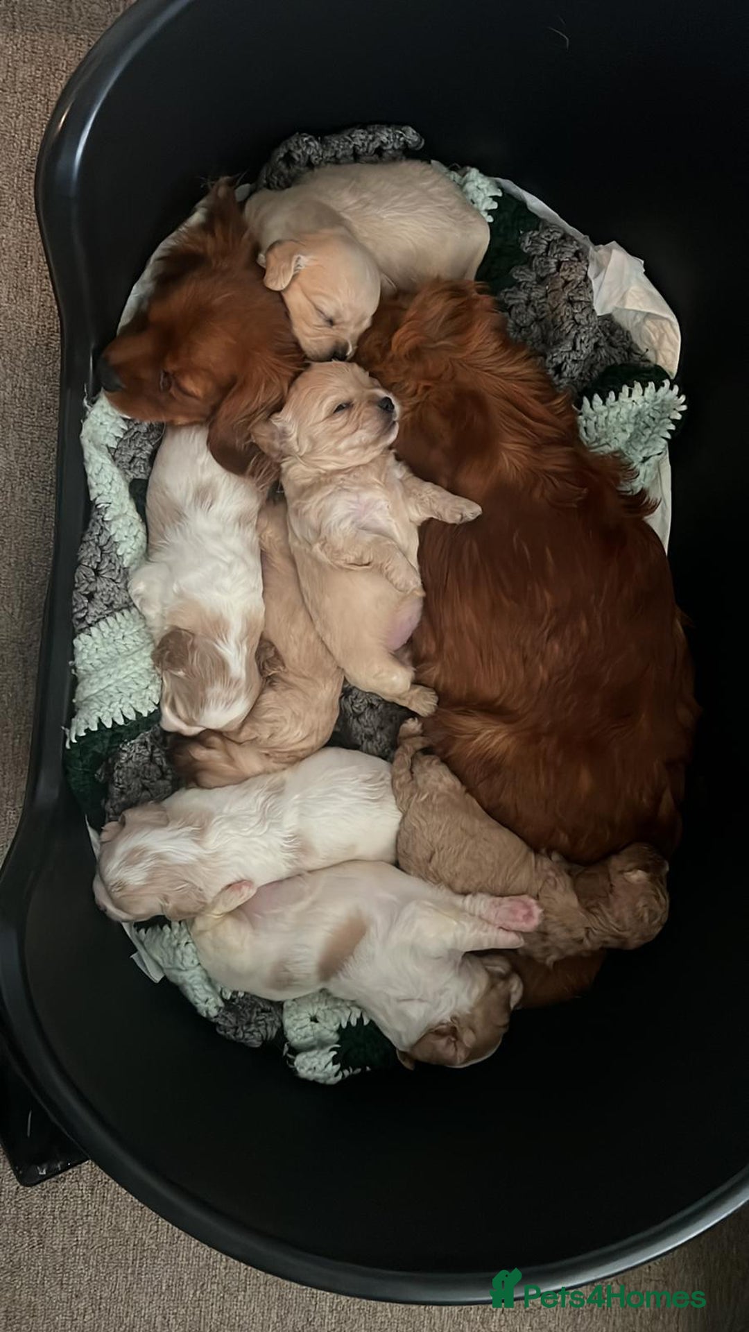 Cavapoo dogs for sale: BEAUTIFUL CAVAPOO PUPPIES - Advert 2