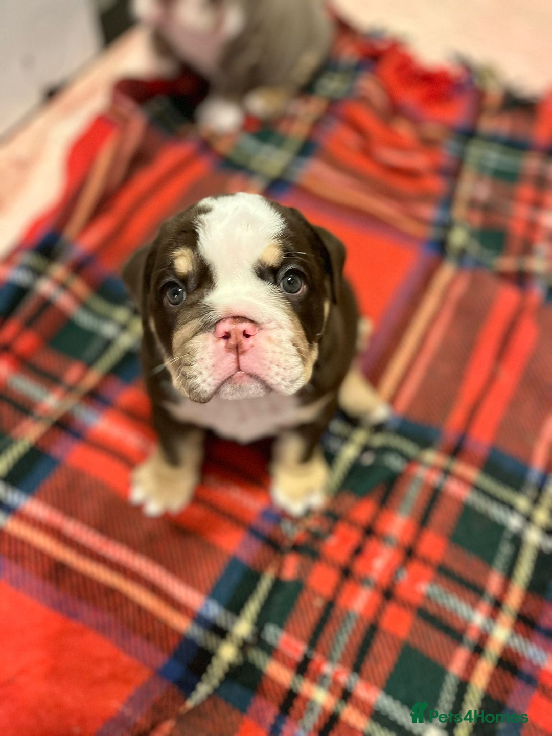 English Bulldog dogs for sale: Beautiful British bulldog pups  - Image 8