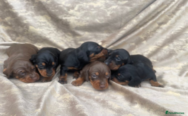 Dachshund dogs - Advert 2
