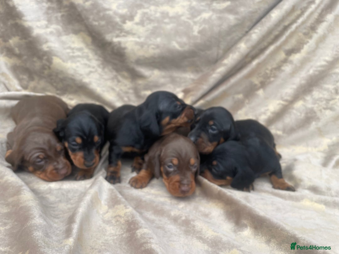 Dachshund dogs for sale: Dachshund puppies  - Image 1