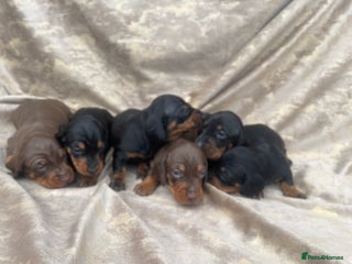 Dachshund dogs - Advert 3