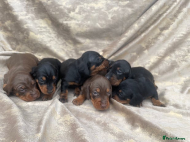 Dachshund dogs - Advert 3