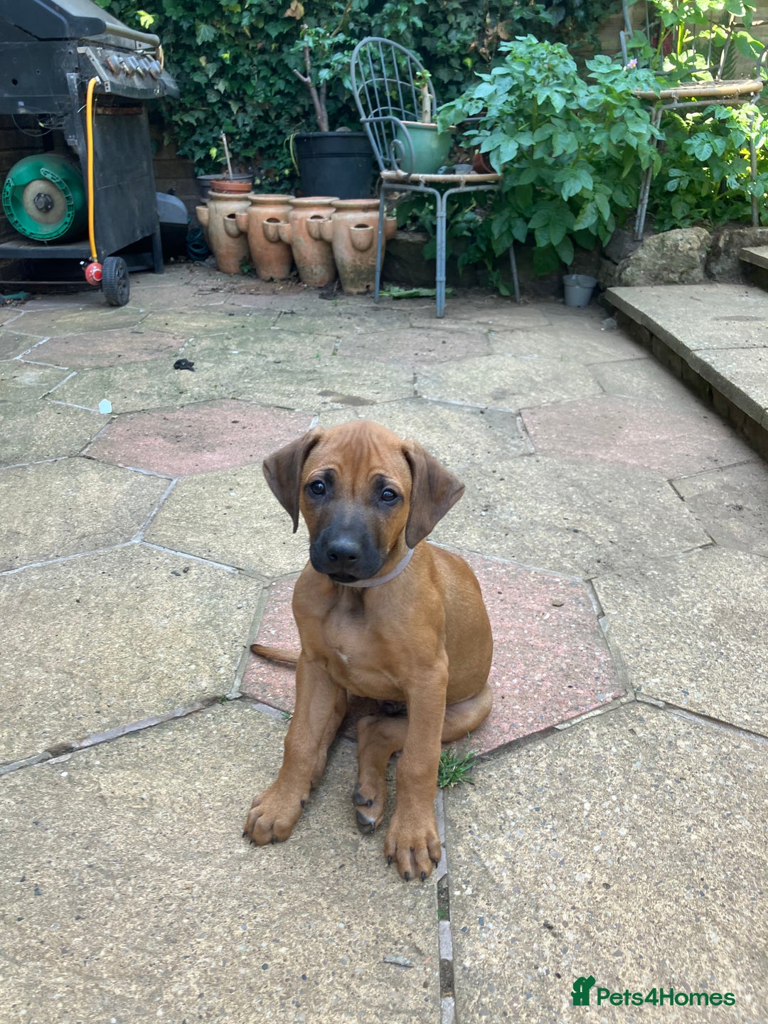 Rhodesian Ridgeback dogs for sale: Rhodesian ridgebacks for sale - Image 12