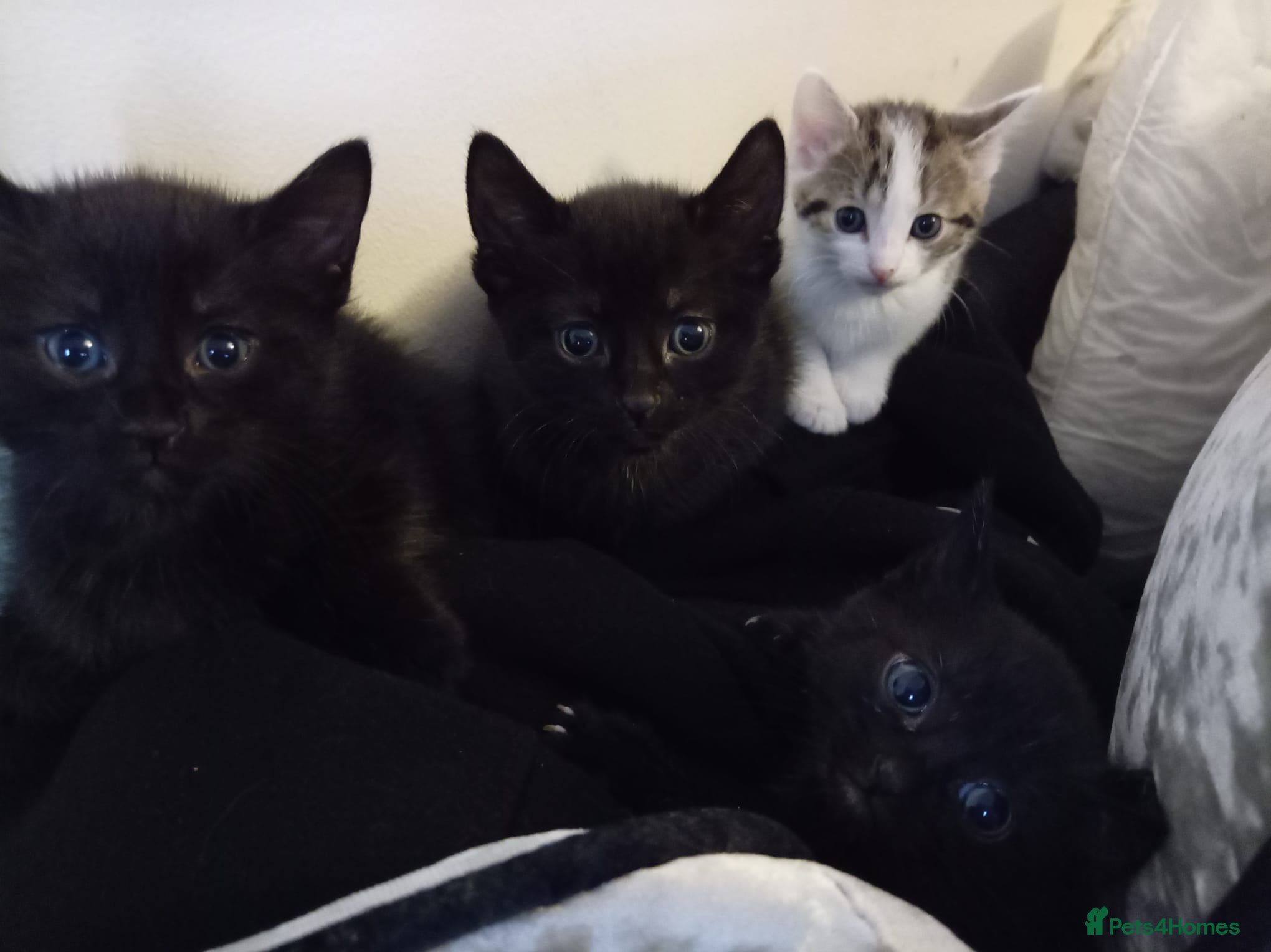 Mixed Breed cats Kittens for sale  - Advert 2