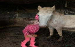 Riding pony horses for sale: For Sale Kids Lead Rein Pony! Safe and Bombproof - Advert 39