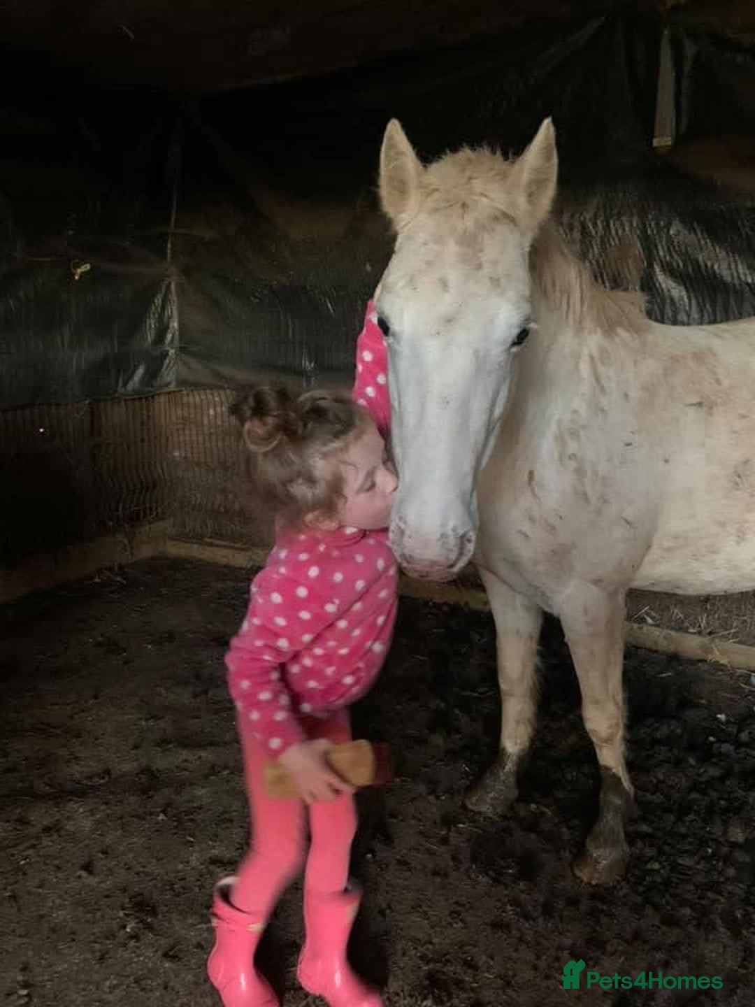 Riding pony horses for sale: For Sale Kids Lead Rein Pony! Safe and Bombproof - Advert 39