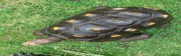 Tortoise reptiles for sale: RED FOOTED TORTOISE MALE 30 YEARS OLD - Advert 8