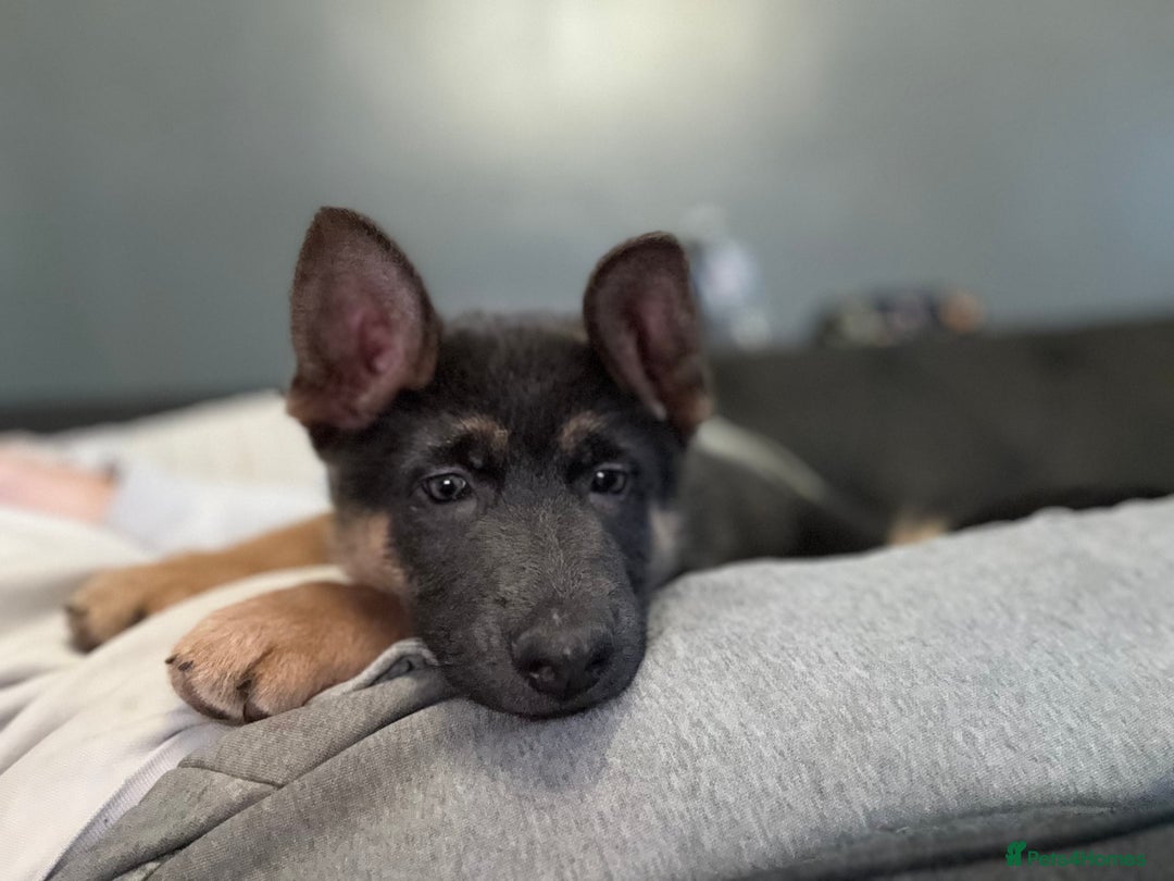 German Shepherd dogs for sale: 15 week old German Shepherd Puppy - Advert 6