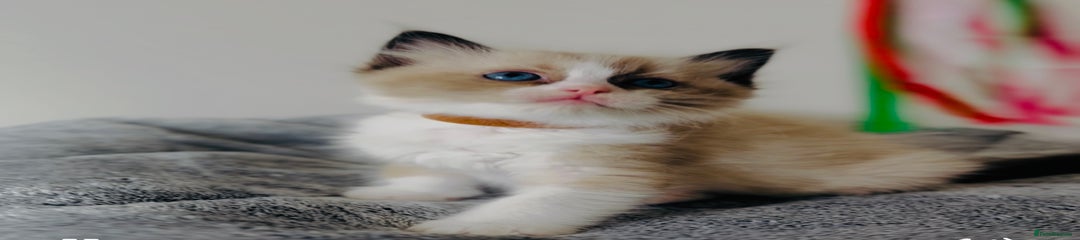 Ragdoll Kitten 4