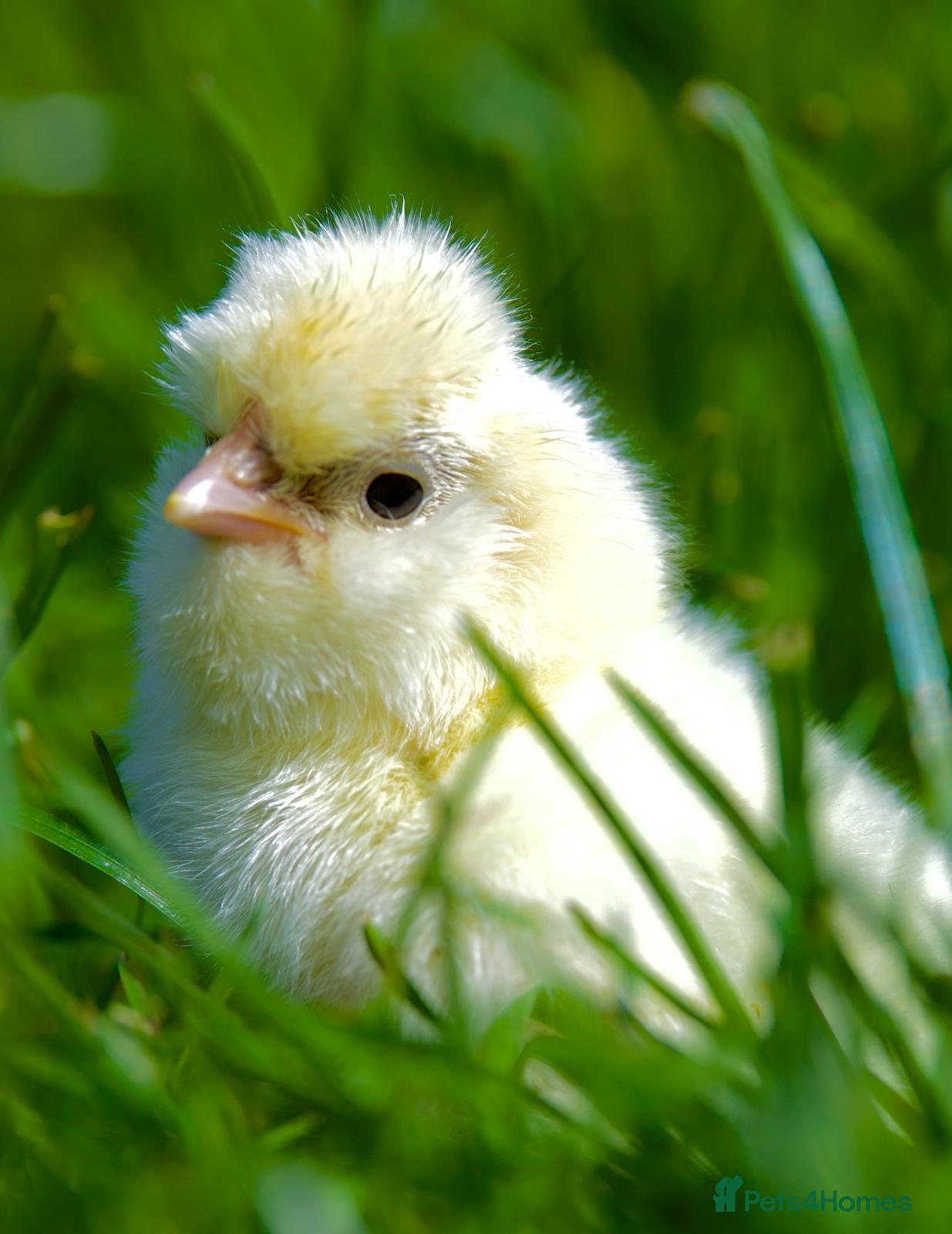 Chickens poultry Hatching eggs and Chicks for sale - Advert 2