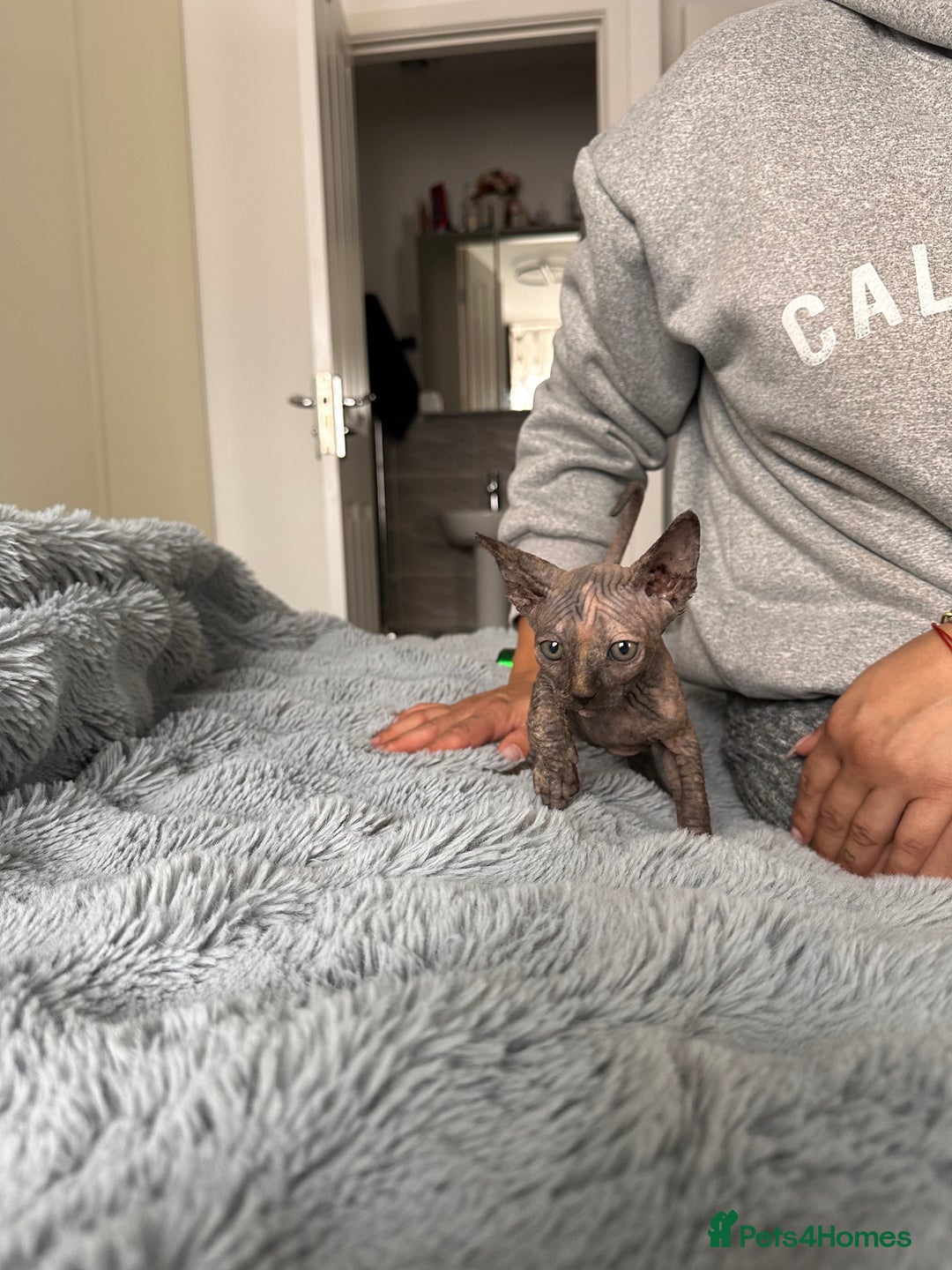 Sphynx cats for sale: Four 😍 SPHYNX kittens  - Image 12