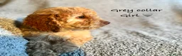 Cockapoo dogs for sale: 🐾 Stunning Litter of 8 Cockapoo Puppies! 🐾 - Advert 2