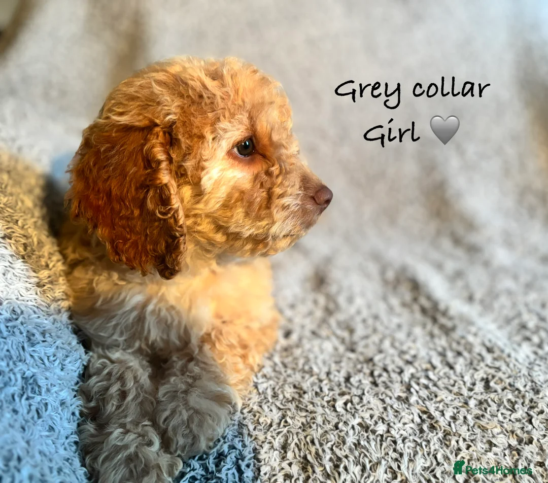 Cockapoo dogs for sale: 🐾 Stunning Litter of 8 Cockapoo Puppies! 🐾 - Advert 2