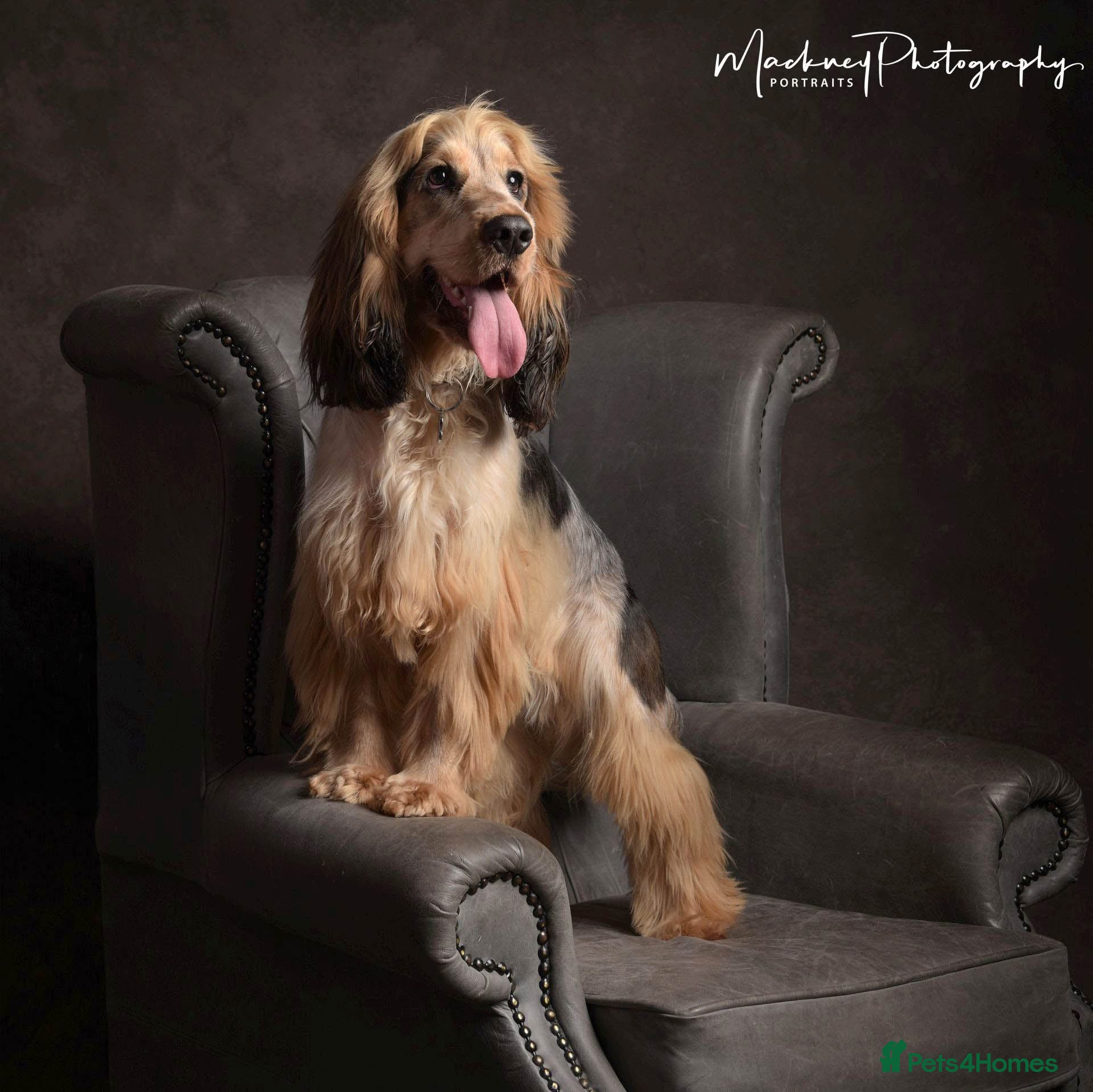 Cocker Spaniel dogs Rufus - KC sable show cocker - Advert 11