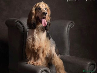 Cocker Spaniel dogs Rufus - KC sable show cocker - Advert 2