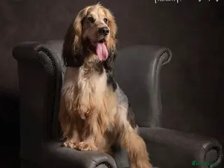 Cocker Spaniel dogs Rufus - KC sable show cocker - Advert 10