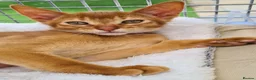 Abyssinian cats for sale: Beautiful pedigree TICA abyssinian kittens - Advert 3