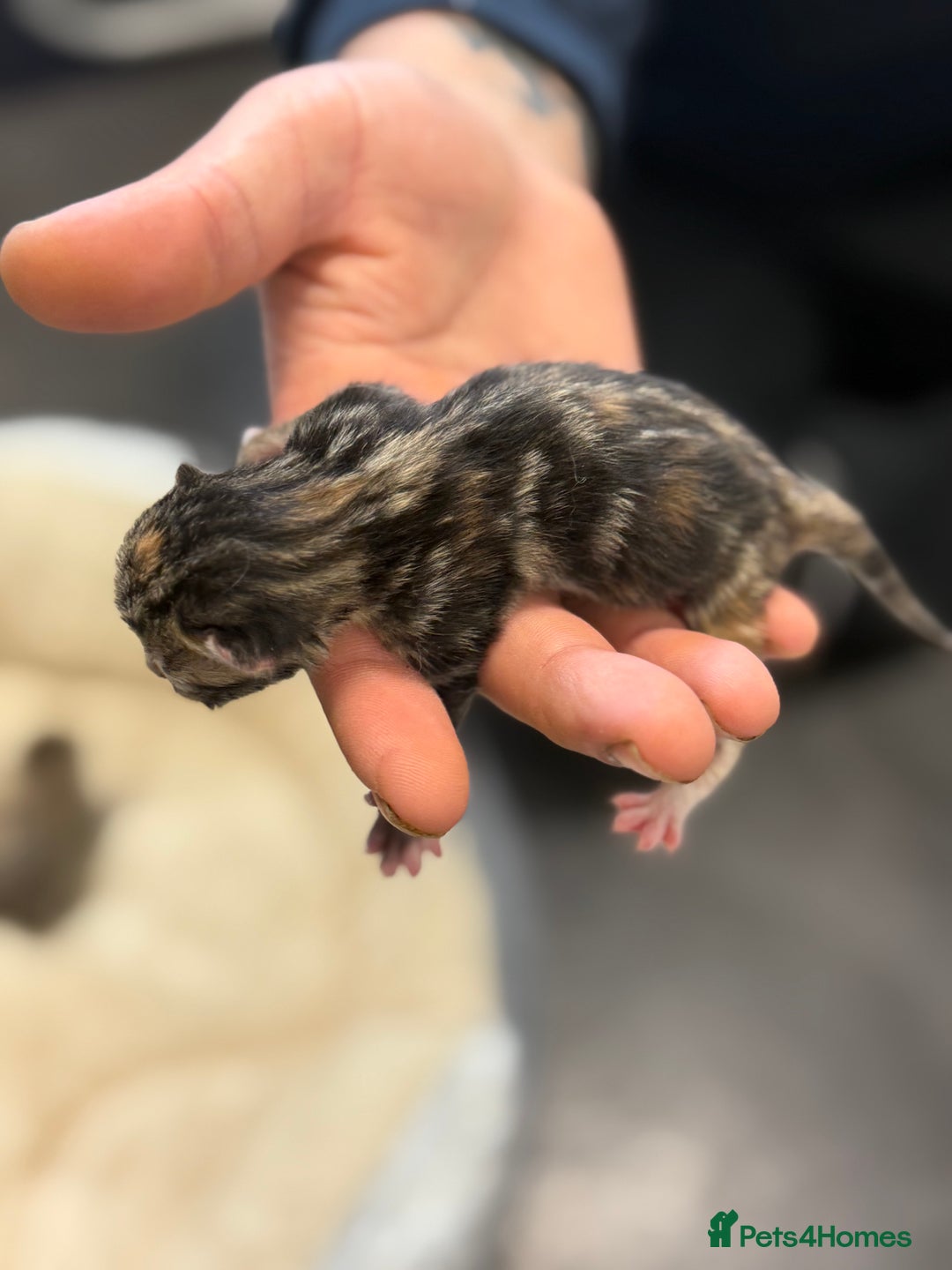 Mixed Breed cats for sale: 5 adorable kittens - Advert 3