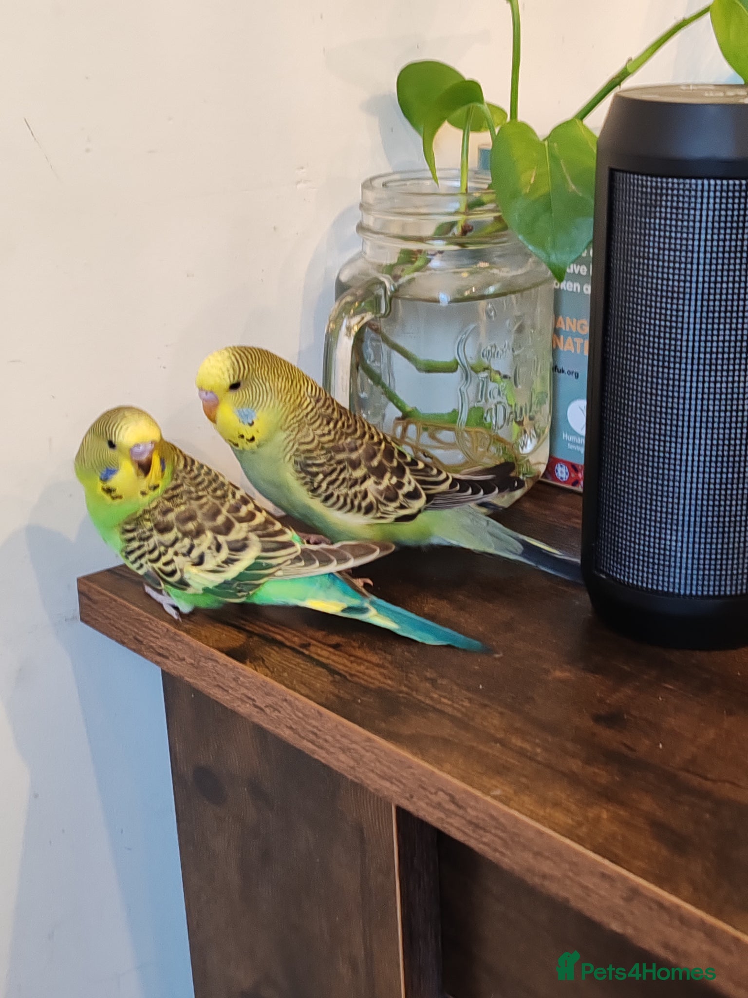 Parrots birds budgies age 2 months.  - Advert 21