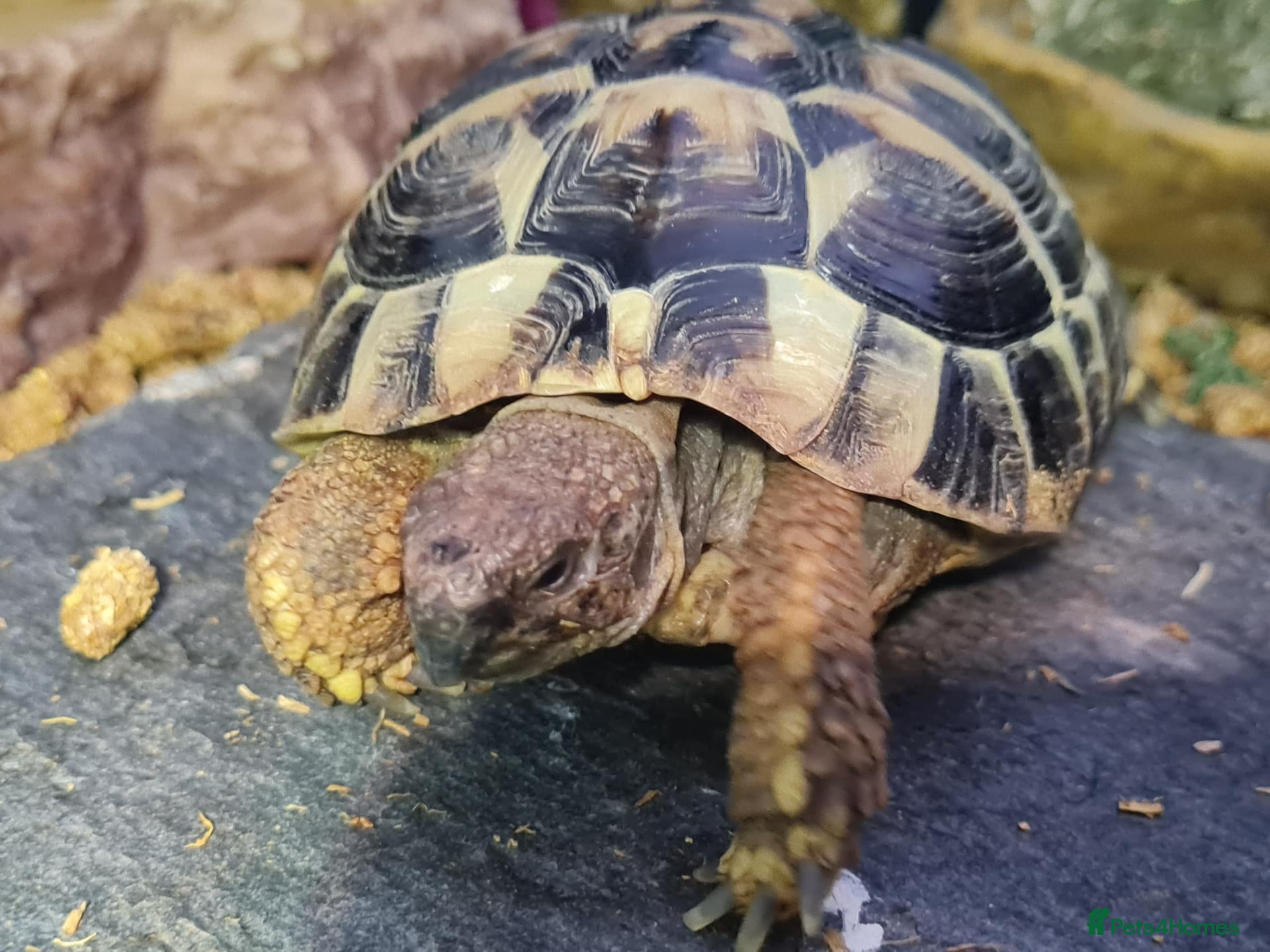 Hermann Tortoise reptiles Hermann’s Tortoise + Full Setup - Advert 1