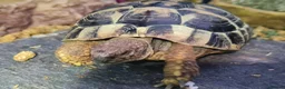 Hermann Tortoise reptiles for sale: Hermann’s Tortoise + Full Setup in Chesterfield - Advert 1