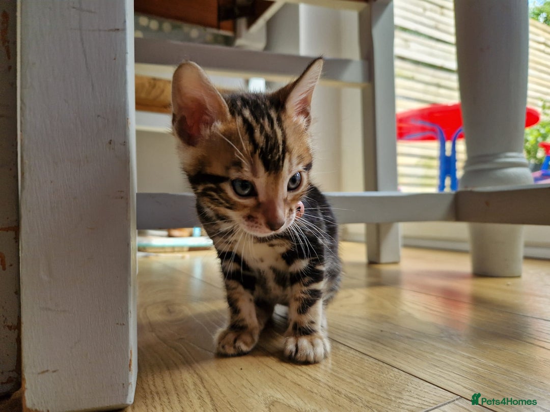 Bengal cats for sale: Pure Bengal Kittens - Image 24