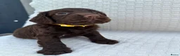 Cocker Spaniel dogs for sale: Working Cocker Spaniel Puppies  - Advert 4
