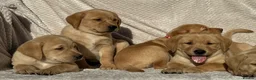 Labrador Retriever dogs for sale: Beautiful litter of KC reg Labrador puppies  - Advert 22