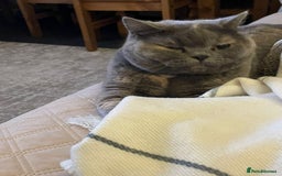 British Shorthair cats for sale: Beautiful British shorthair - Image 3